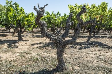 domaine-viticole-:-quelle-valeur-pour-quel-amortissement-?