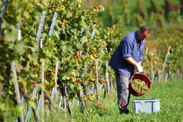 viticulteurs-:-des-aides-pour-recruter-des-vendangeurs-?