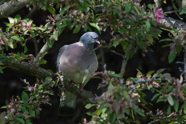 agriculteurs-:-la-grippe-aviaire-approche-!