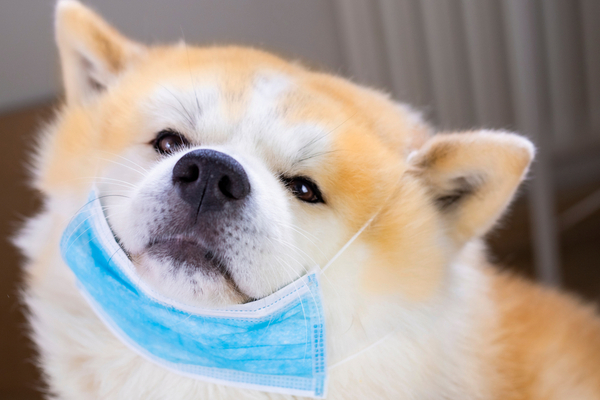 veterinaire-associe…-et-salarie-?