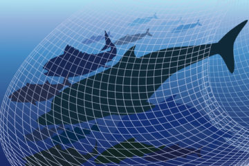 pecheurs-:-limiter-la-capture-accidentelle-de-cetaces-!