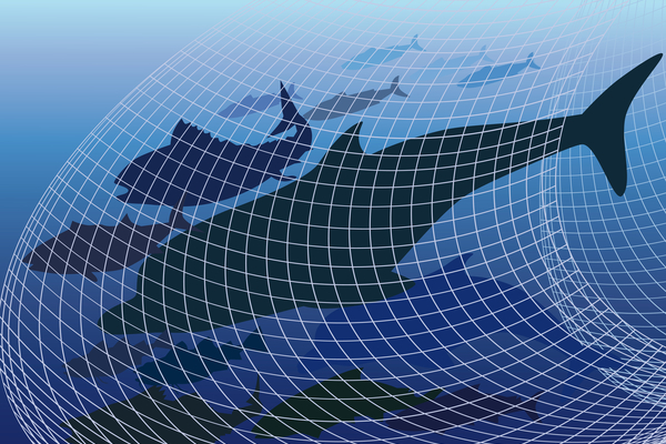 pecheurs-:-limiter-la-capture-accidentelle-de-cetaces-!