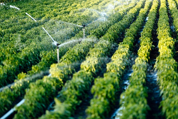 loi-ddadue-:-concernant-le-secteur-agricole