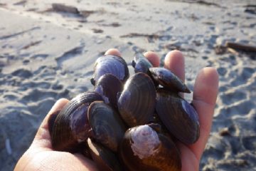 coronavirus-(covid-19)-et-aide-financiere-pour-les-pecheurs-a-pied-professionnels-:-jusqu’a-quand-?