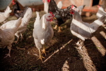 grippe-aviaire-:-les-dernieres-nouveautes-a-retenir