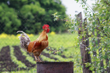 patrimoine-sensoriel-des-campagnes-:-protege-?