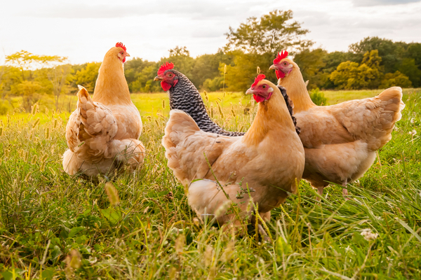 grippe-aviaire-:-vers-la-fin-de-l’epidemie-?