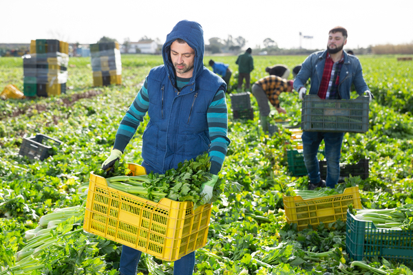 societes-d’interet-collectif-agricole-(sica)-:-toujours-exonerees-de-taxe-fonciere-?