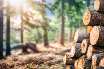 plan-de-relance-:-une-nouvelle-aide-pour-le-secteur-du-bois