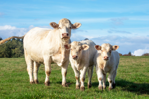 origine-du-lait-:-une-info-qui-n’est-plus-obligatoire-!