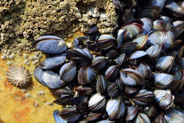 coronavirus-(covid-19)-et-aides-financieres-:-focus-sur-les-entreprises-de-peche-et-de-peche-a-pied