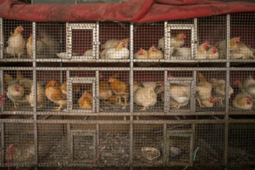 mieux-lutter-contre-les-maladies-animales-transmissibles