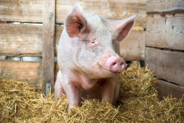 crise-de-la-filiere-porcine-:-creation-d’un-plan-de-sauvegarde