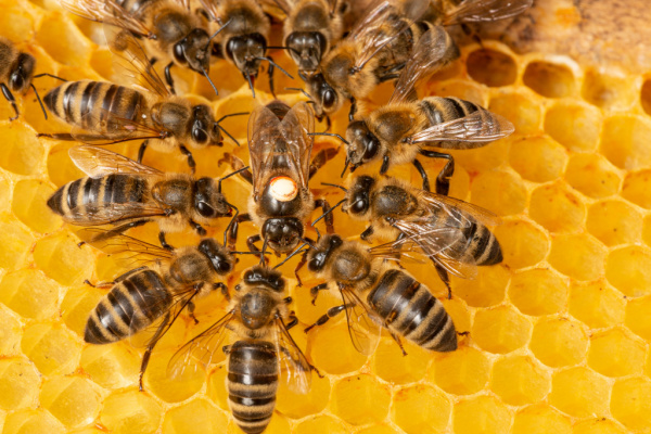 apiculteurs-:-des-reines-francaises-?