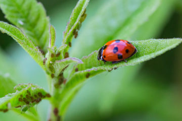 protection-des-cultures-et-de-l’environnement-:-un-guide-pour-lutter-contre-les-«-ravageurs-»