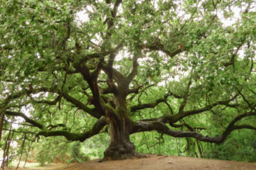 plan-local-d’urbanisme-(plu)-=-protecteur-des-arbres-?
