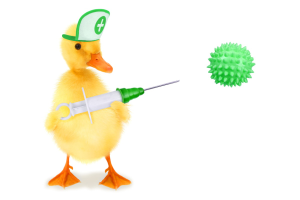 grippe-aviaire-:-la-campagne-de-vaccination-des-canards-est-lancee-!