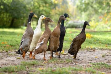 grippe-aviaire-:-la-situation-sanitaire-s’ameliore…