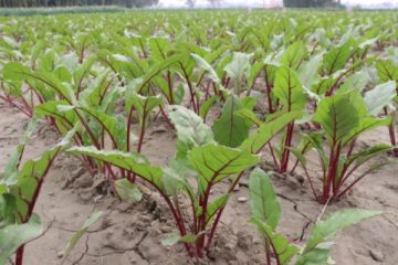 producteurs-de-betteraves-:-ouverture-du-guichet-d’aide-financiere