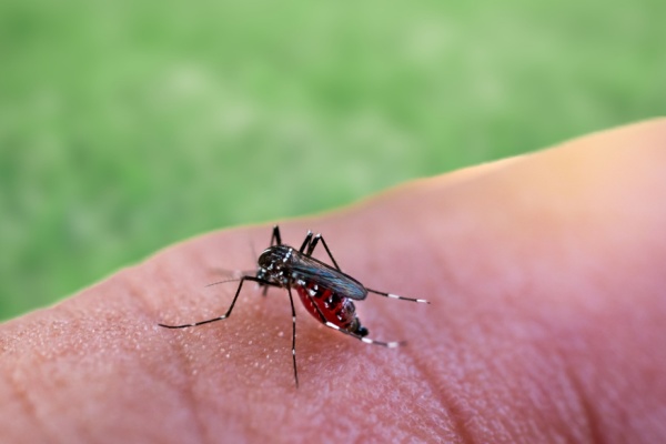 paludisme-en-guyane :-plus-de-tests-rapides-d&rsquo;orientation-diagnostique !