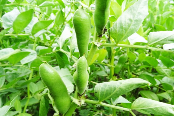 bacteriose-vasculaire-du-haricot :-prevenir-et-guerir