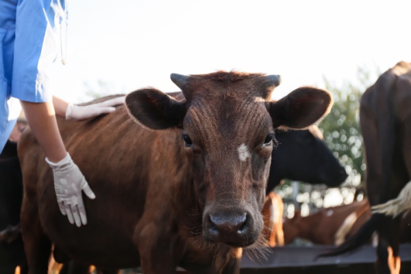 mhe :-prolongation-pour-la-distribution-des-vaccins