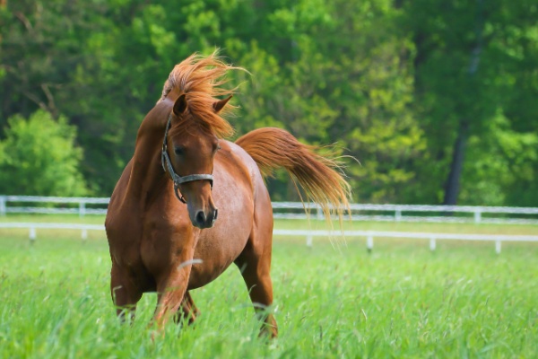 vente-de-chevaux-vivants :-une-baisse-du-taux-de-tva-en-vue ?