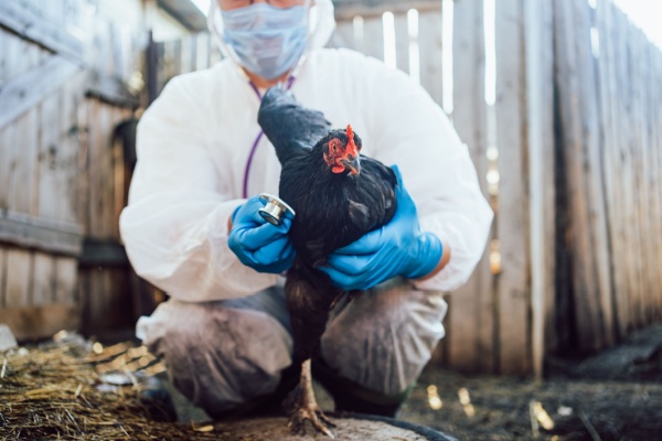 grippe-aviaire :-une-amelioration-pour-le-printemps-2025 !