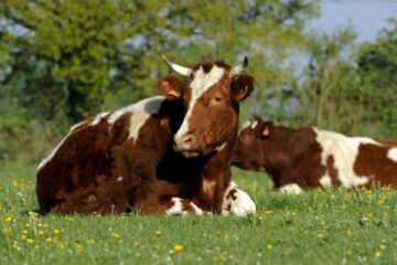 provision-pour-hausse-de-la-valeur-des-stocks-de-vaches,-c’est-deja-parti ?