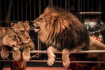 interdiction-des-spectacles-itinerants-avec-des-animaux-non-domestiques-:-des-aides-possibles