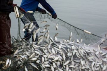 tva-a-taux-reduit-:-meme-pour-les-poissons-d’empoissonnement-?