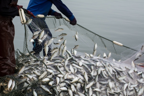 tva-a-taux-reduit-:-meme-pour-les-poissons-d’empoissonnement-?
