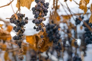 vignes-en-friche-:-une-sanction-pour-proteger-les-cultures