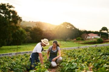 ajustement-de-droits-a-paiement-de-base-:-quelques-precisions-pour-les-exploitants-agricoles…