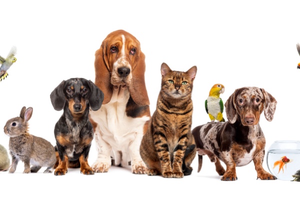 bien-etre-animal-:-une-reglementation-detaillee