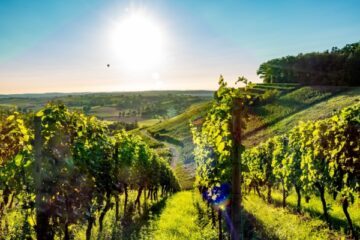 viticulture-:-un-sursis-pour-la-declaration-des-recoltes