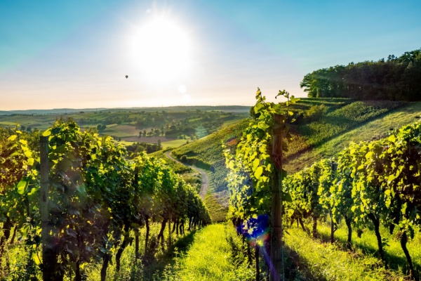 viticulture-:-un-sursis-pour-la-declaration-des-recoltes