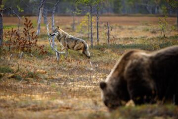 protection-des-troupeaux-contre-les-predateurs-:-precisions-sur-les-aides
