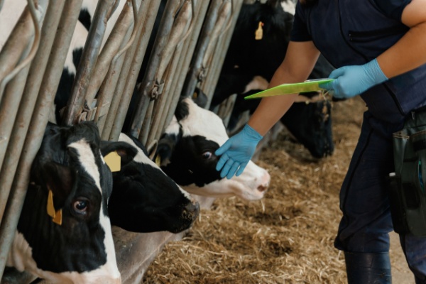 dermatose-nodulaire-:-des-restrictions-renforcees