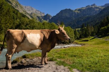 elevage-bovin-en-corse-:-un-report-de-l’obligation-d’identification