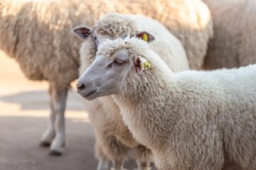 identification-des-ovins-et-des-caprins-:-des-mouvements-plus-suivis