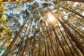 taux-reduit-de-tva-pour-les-travaux-sylvicoles-et-d’exploitation-forestiere-:-ca-continue