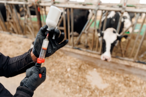 dermatose-nodulaire-:-nouvelle-restriction-de-mouvements-pour-les-animaux-non-vaccines
