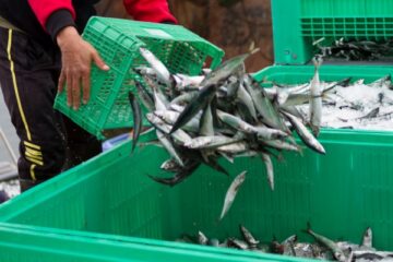 secteur-de-la-peche-:-evolution-des-criteres-des-demandes-d’anteriorites