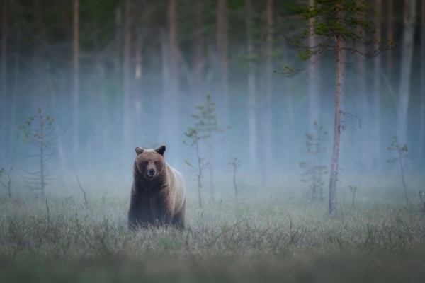 animaux-sauvages-:-des-mesures-a-signaler
