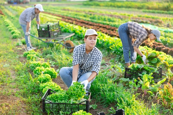 travailleurs-saisonniers-agricoles-:-l’hebergement-sous-tente-etendu-a-de-nouveaux-departements
