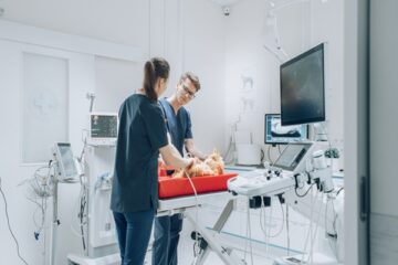 veterinaires-:-une-delegation-possible-pour-certains-actes