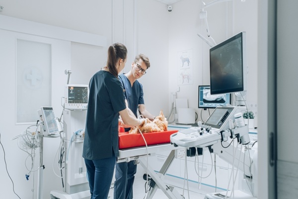 veterinaires-:-une-delegation-possible-pour-certains-actes