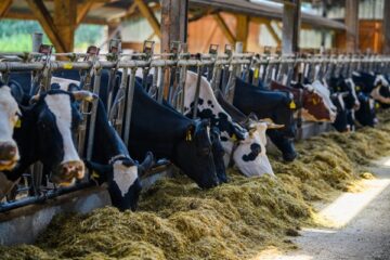 elevages-:-du-nouveau-concernant-les-animaux-reproducteurs
