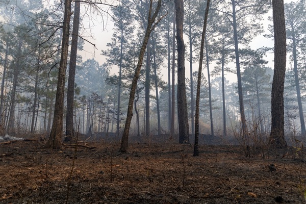aide-au-renouvellement-forestier-:-un-acces-reglemente-?